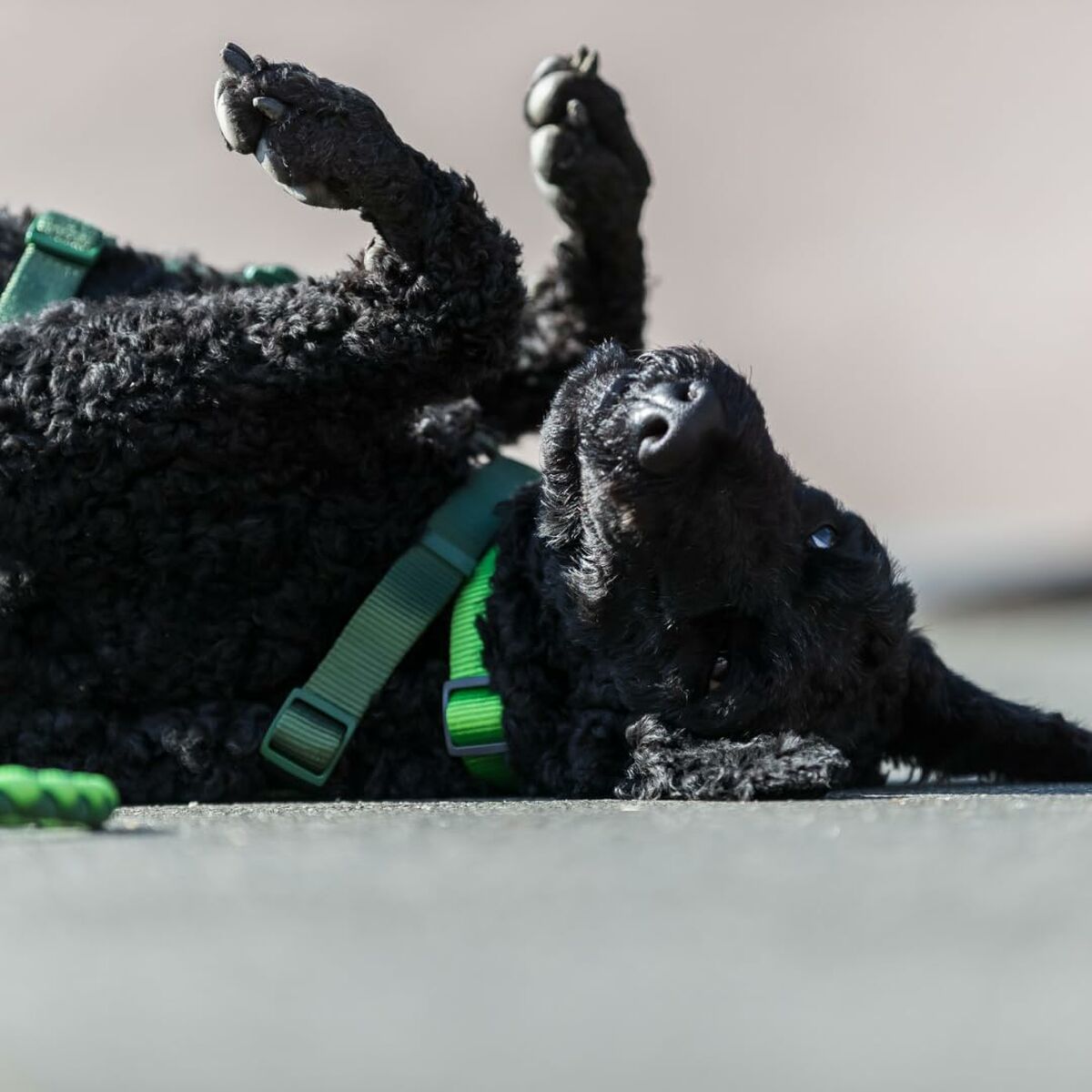 V5HB2D1390541F8DD22F2778DA8F92F4549R5329956P6